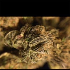 User uploaded image of Purple Mr. Nice Guy