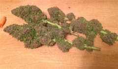 User uploaded image of Purple Nepal