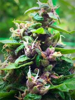 User uploaded image of Purple Nepal