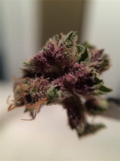 User uploaded image of Purple Nepal