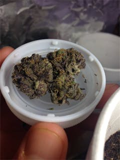 User uploaded image of Purple Nepal