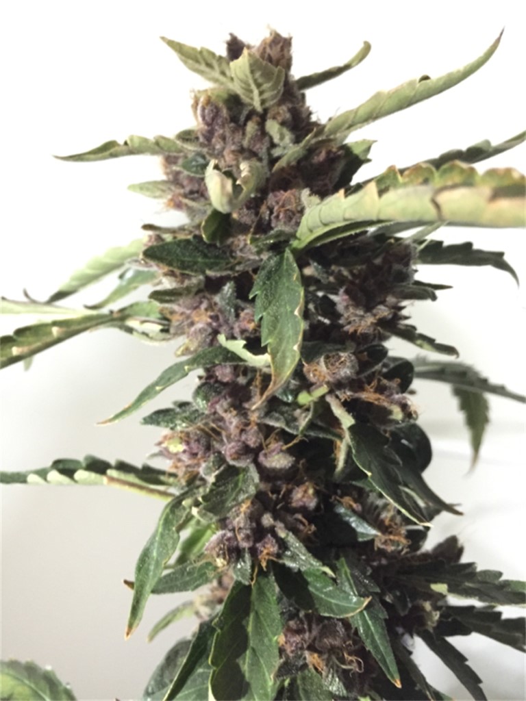 Purple Pantera Weed Strain Information | Leafly