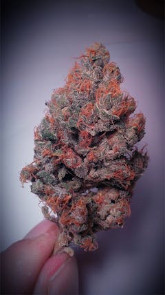 User uploaded image of Purple Pantera