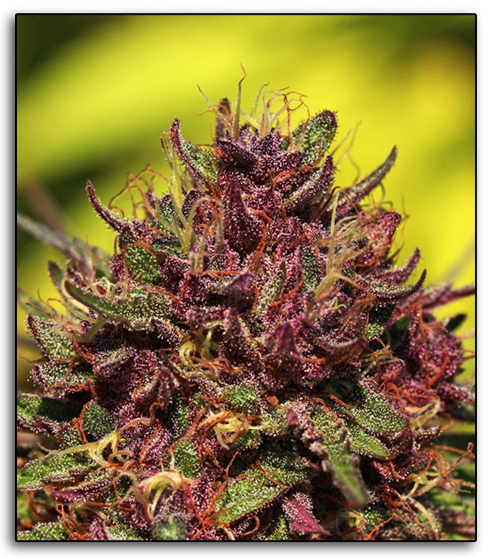 Photos of Purple Panty Dropper Weed Strain Buds Leafly