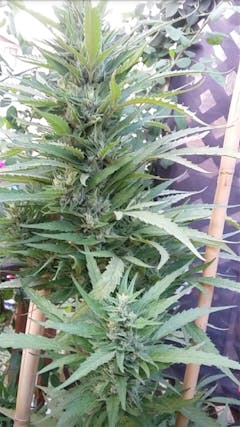 User uploaded image of Purple Panty Dropper