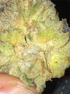 User uploaded image of Purple Paralysis