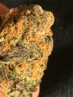 User uploaded image of Purple Paralysis