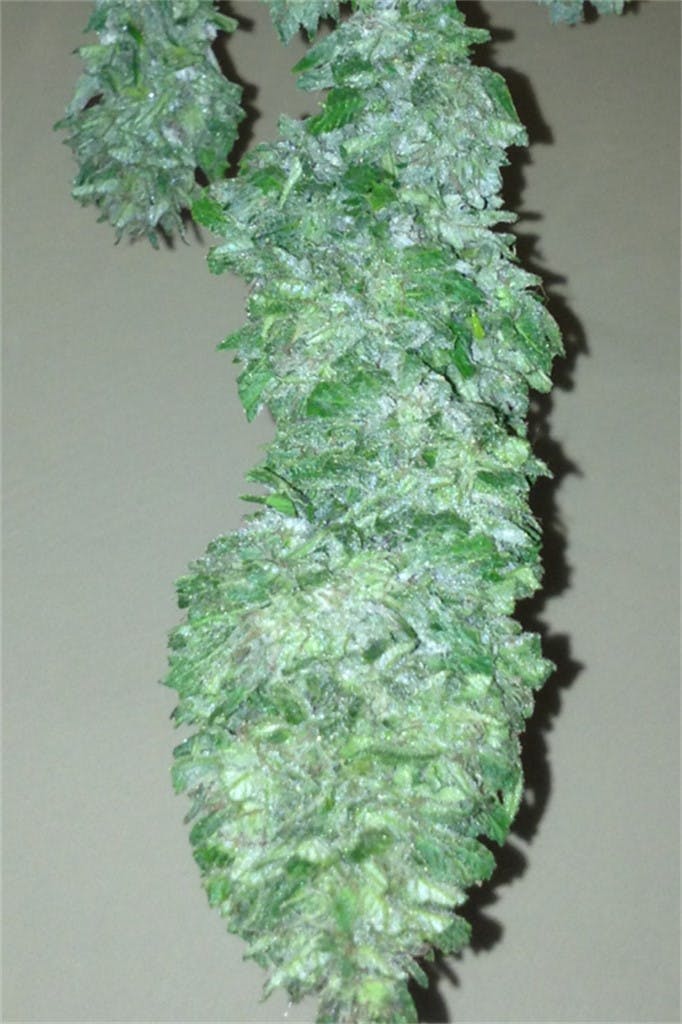 Purple Paralysis aka Jellyfish Bud Weed Strain Information Leafly