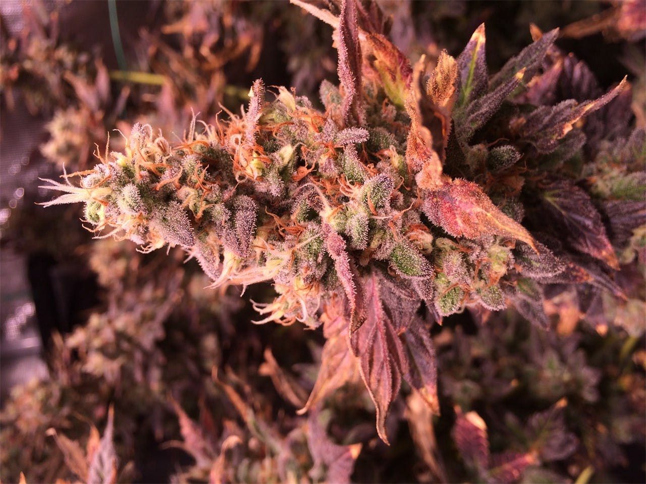 Purple Paralysis aka Jellyfish Bud Weed Strain Information Leafly