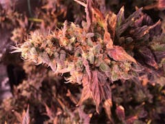 User uploaded image of Purple Paralysis