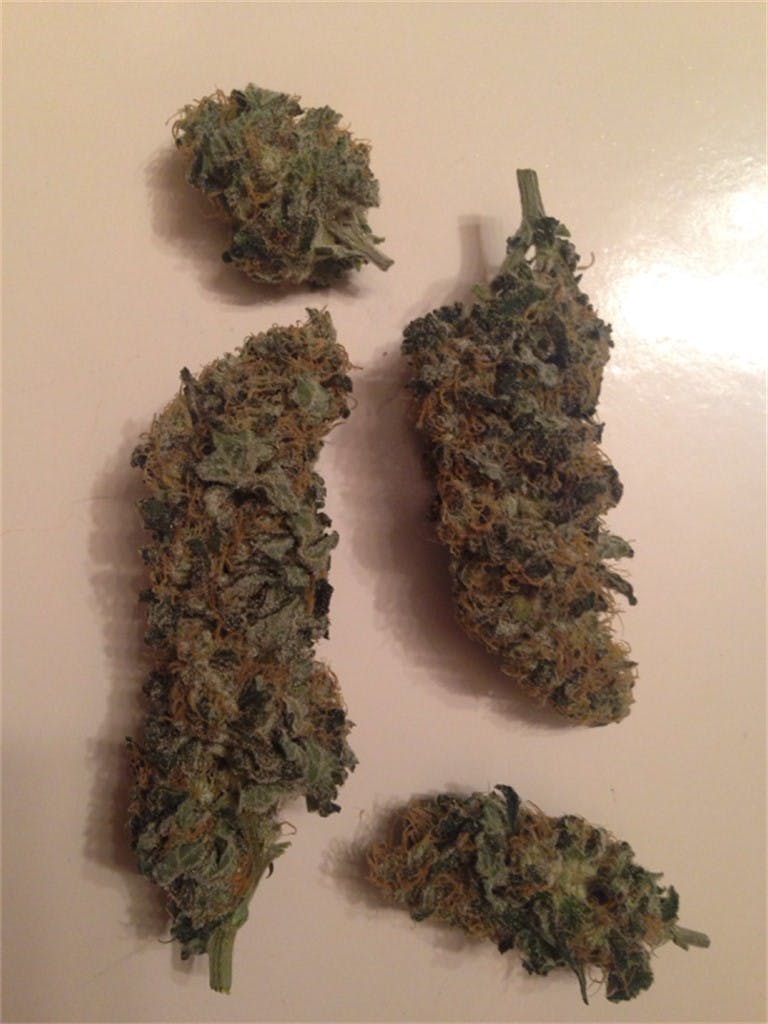 Purple Paralysis aka Jellyfish Bud Weed Strain Information Leafly