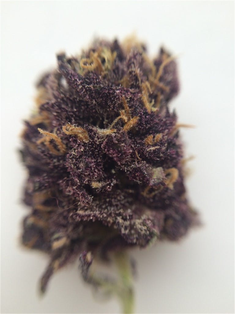 Purple Passion Weed Strain Information Leafly