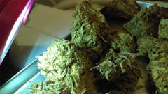 User uploaded image of Purple Passion