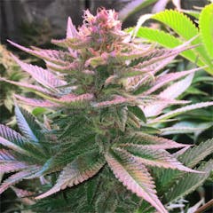 User uploaded image of Purple Punch