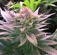 User uploaded image of Purple Punch