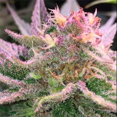 User uploaded image of Purple Punch