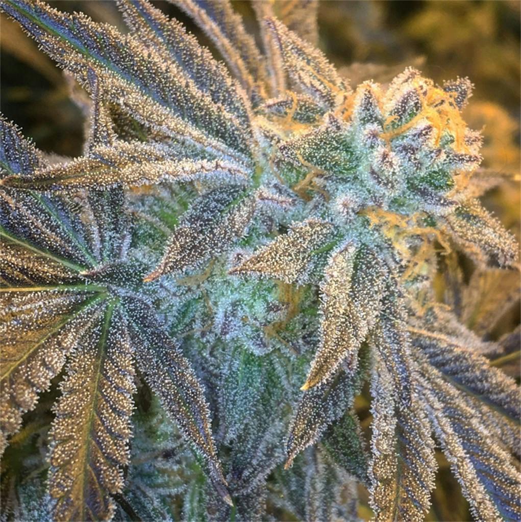 Purple Punch Weed Strain Effects & Reviews Leafly