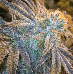 User uploaded image of Purple Punch