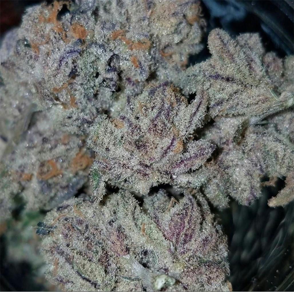 Photos of Purple Punch Weed Strain Buds Leafly