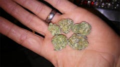 User uploaded image of Purple Rhino