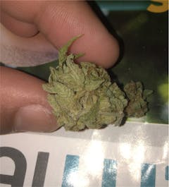 User uploaded image of Purple Rhino