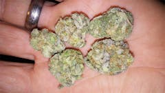 User uploaded image of Purple Rhino