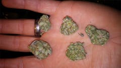 User uploaded image of Purple Rhino