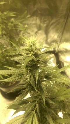 User uploaded image of Purple Sage