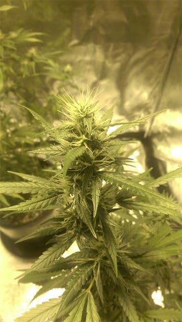 Photos of Purple Sage Weed Strain Buds Leafly