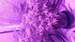 User uploaded image of Purple Skunk