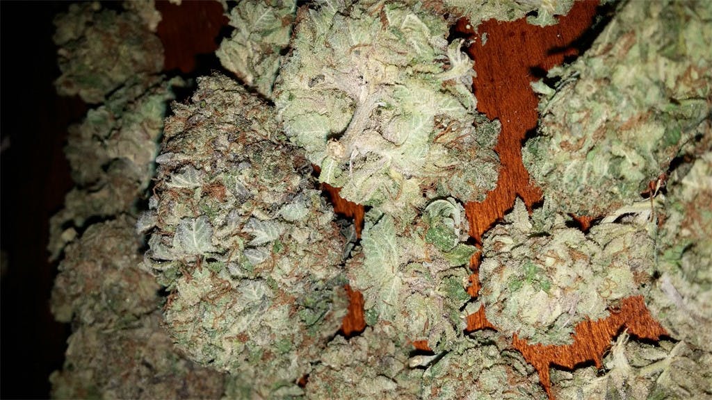 Photos of Purple Skunk Weed Strain Buds | Leafly