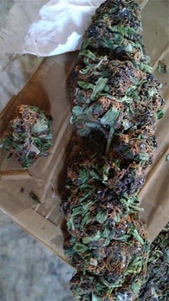 User uploaded image of Purple Skunk