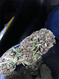 User uploaded image of Purple Skunk