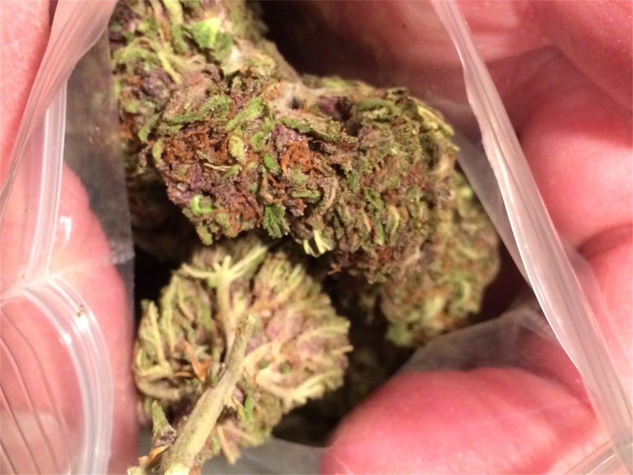 Photos of Purple Skunk Weed Strain Buds | Leafly