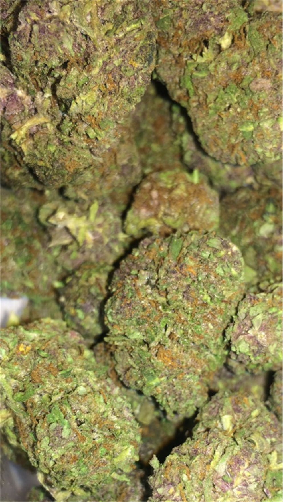 Photos of Purple Skunk Weed Strain Buds | Leafly