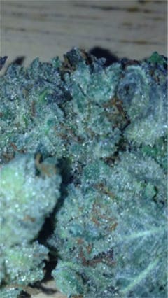 User uploaded image of Purple Star