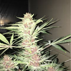 User uploaded image of Purple Tangie