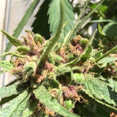 User uploaded image of Purple Tangie