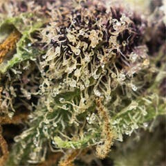 User uploaded image of Purple Tangie