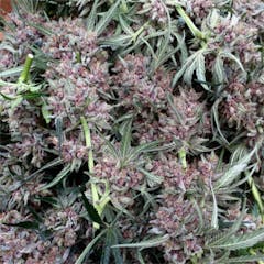 User uploaded image of Purple Tears