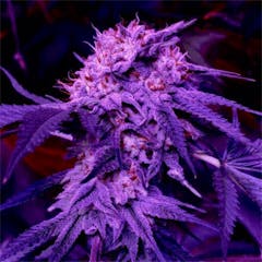 User uploaded image of Purple Tears