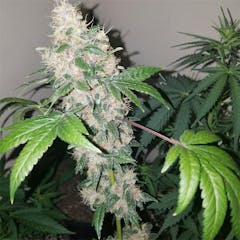 User uploaded image of Purple Tears