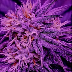 User uploaded image of Purple Tears