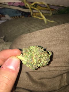 User uploaded image of Purple Thai