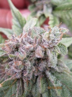 User uploaded image of Purple Tonic