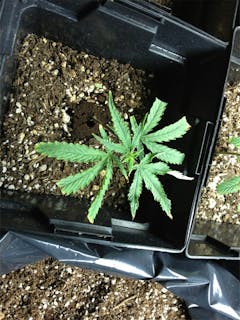 User uploaded image of Purple Tonic