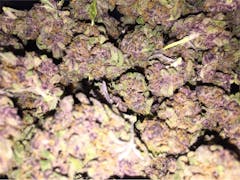 User uploaded image of Purple Voodoo