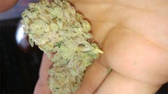 User uploaded image of Purple Widow