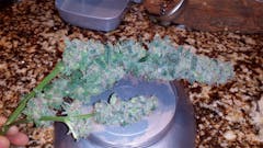 User uploaded image of Purple Widow