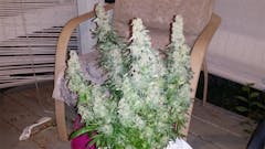 User uploaded image of Purple Widow